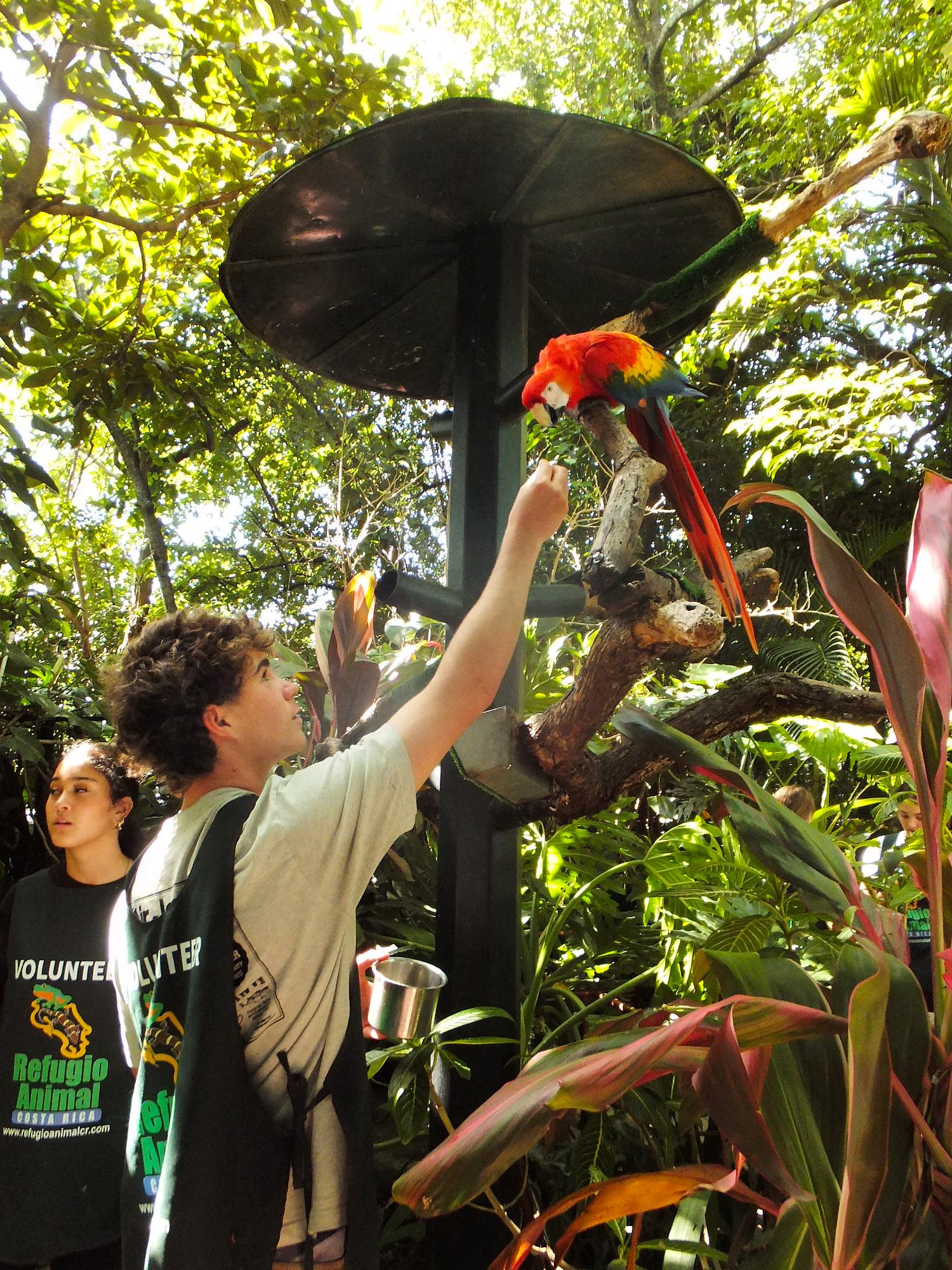 Teen volunteers feeding a scarlet macaw at an animal refuge in Costa Rica